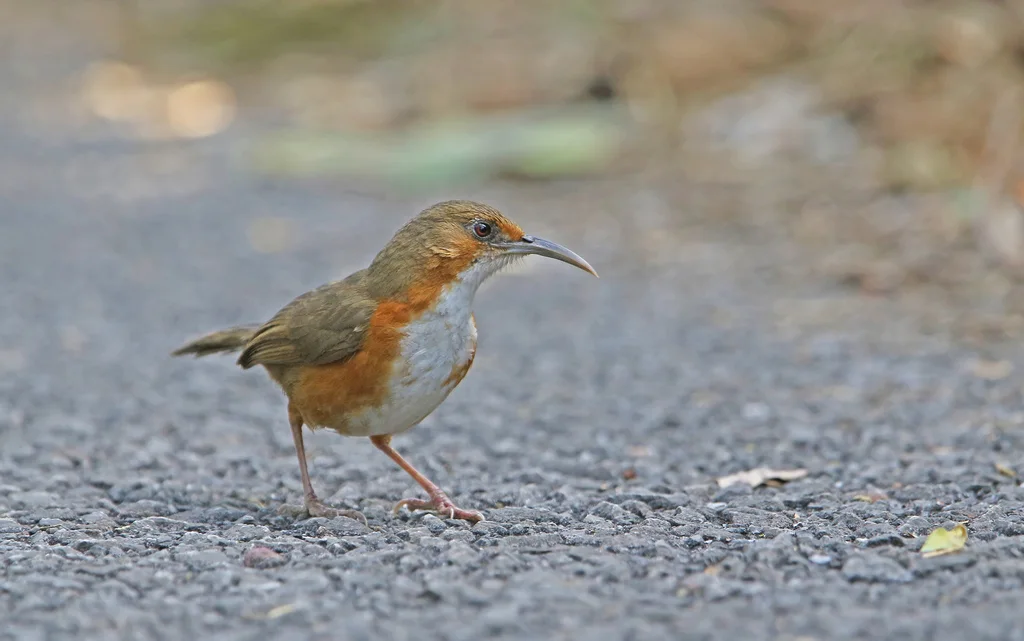 红眼钩嘴鹛(Erythrogenys imberbis)