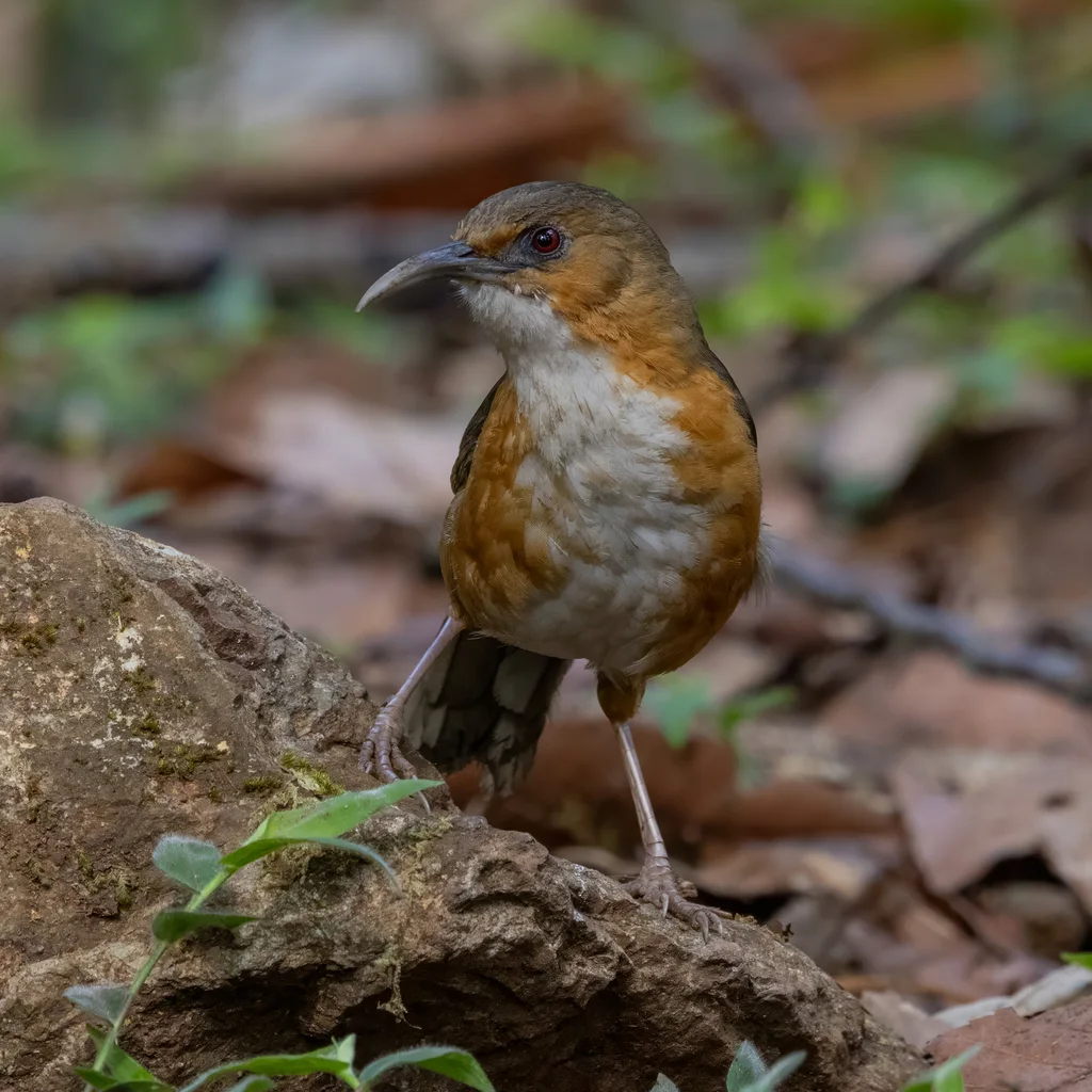 红眼钩嘴鹛(Erythrogenys imberbis)