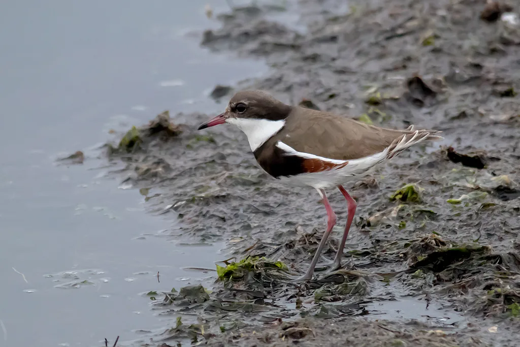 红膝麦鸡(Erythrogonys cinctus)