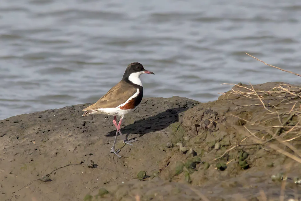 红膝麦鸡(Erythrogonys cinctus)