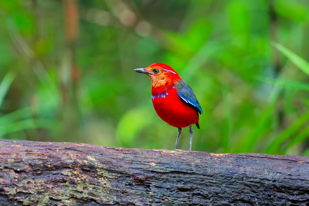 蓝斑八色鸫(Erythropitta arquata)