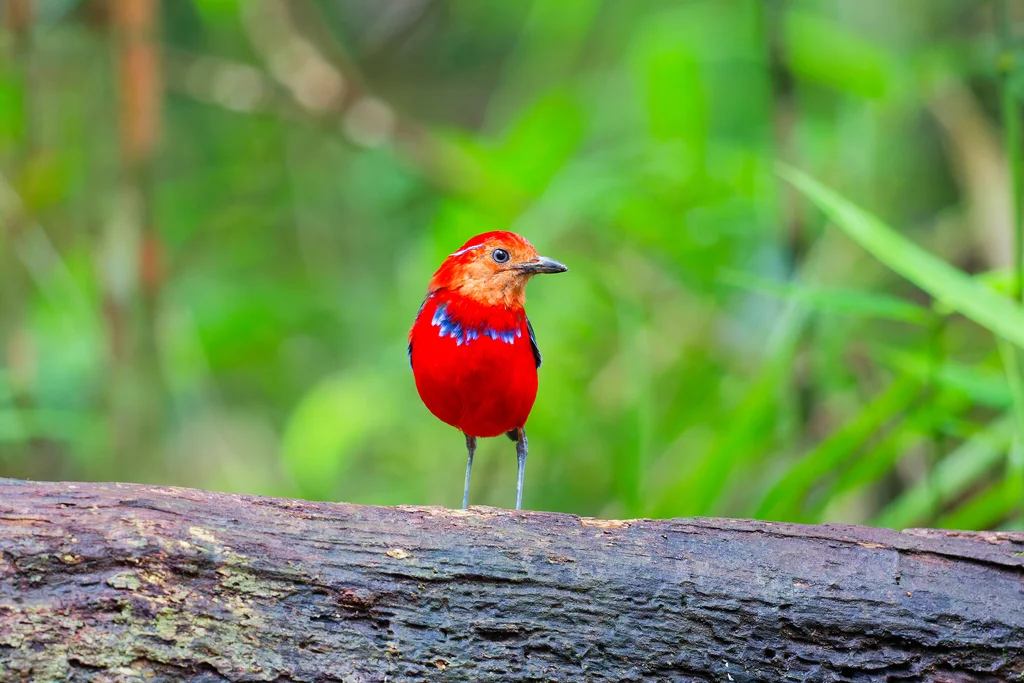 蓝斑八色鸫(Erythropitta arquata)