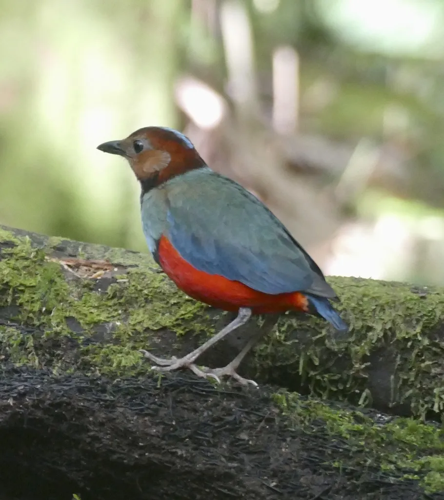 苏拉威西八色鸫（Erythropitta celebensis）