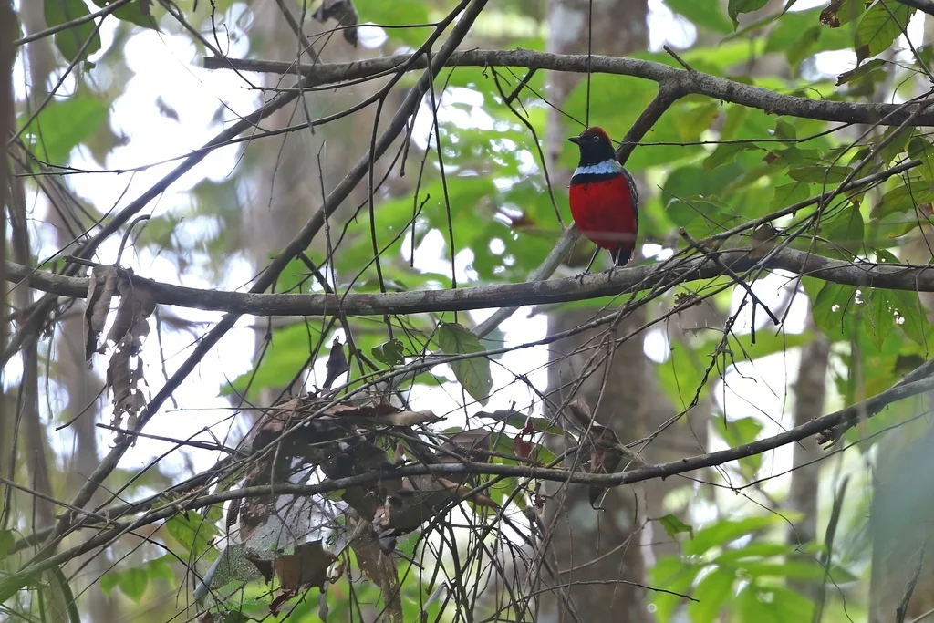 苏拉岛八色鸫(Erythropitta dohertyi)