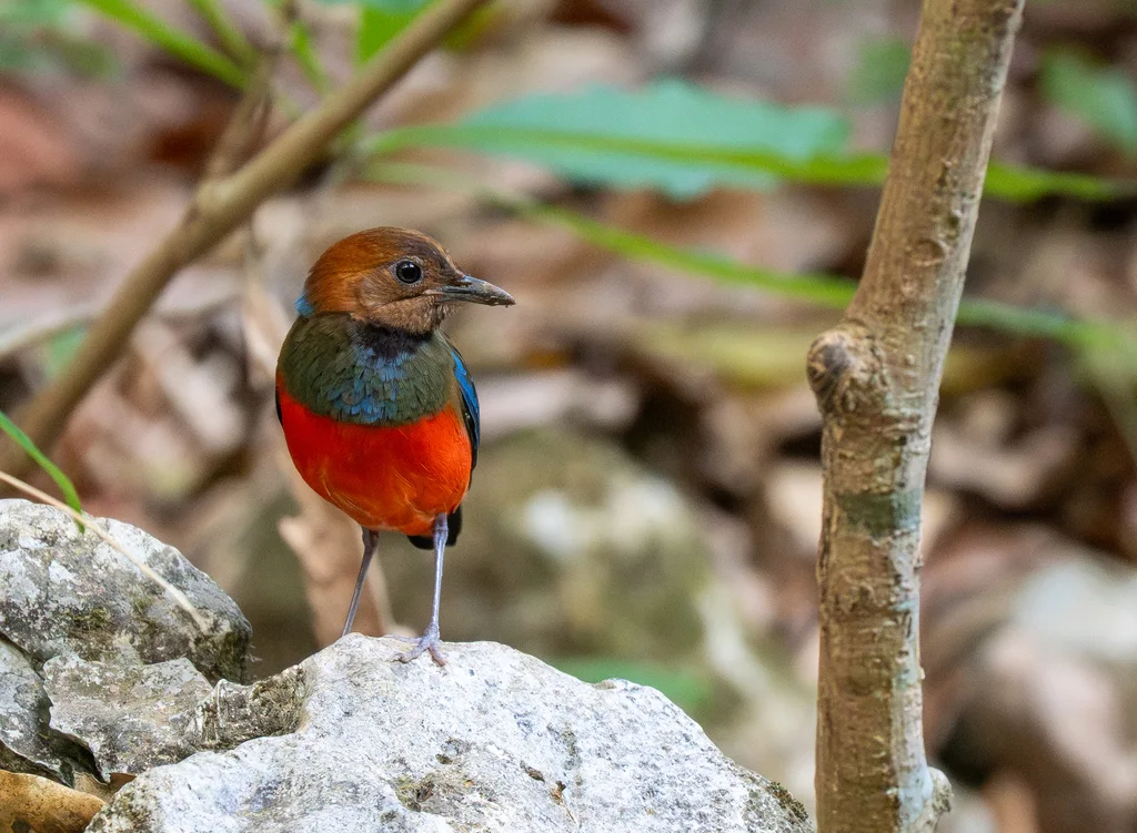 红胸八色鸫(Erythropitta erythrogaster)