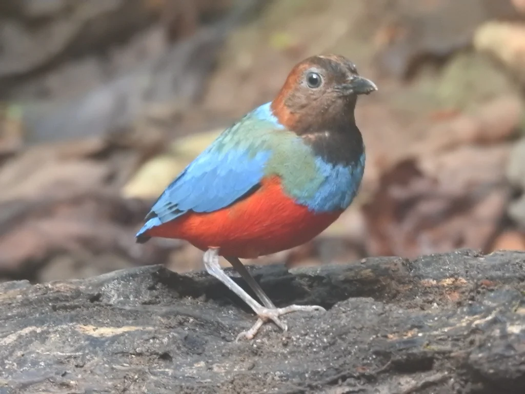 红胸八色鸫(Erythropitta erythrogaster)