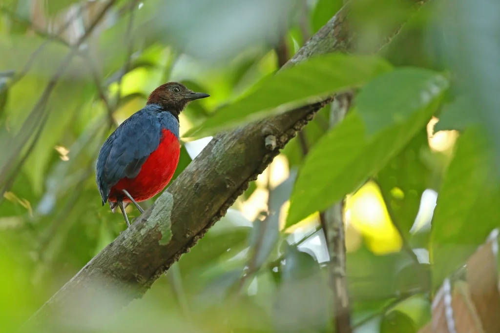红胸八色鸫(Erythropitta erythrogaster)