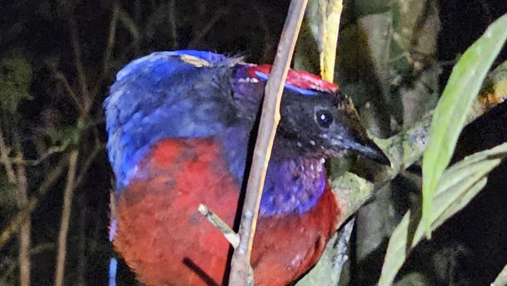 榴红八色鸫(Erythropitta granatina)