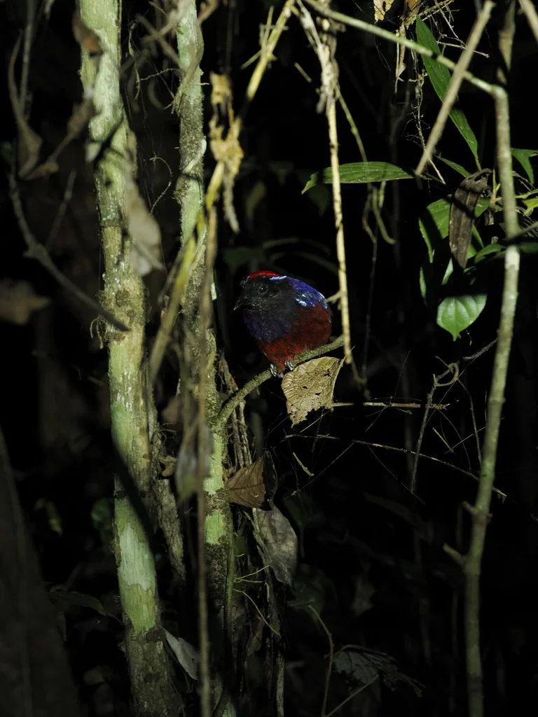 榴红八色鸫(Erythropitta granatina)