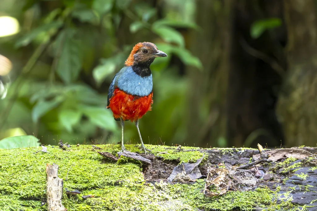 巴布亚八色鸫(Erythropitta macklotii)