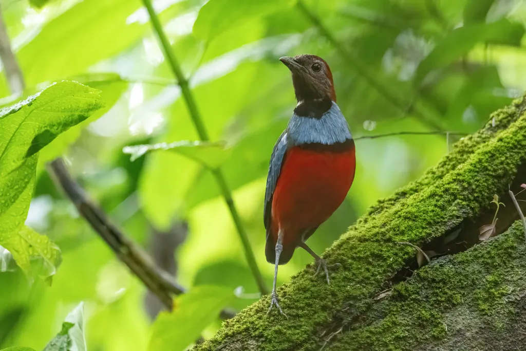 巴布亚八色鸫(Erythropitta macklotii)
