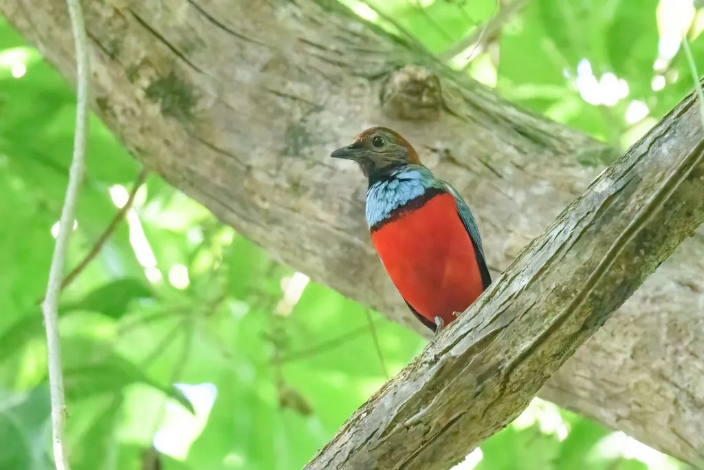 巴布亚八色鸫(Erythropitta macklotii)