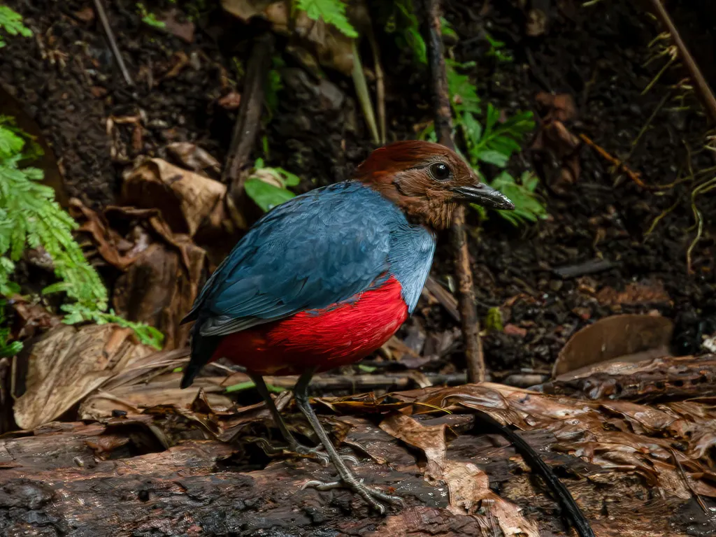 北摩鹿加八色鸫（Erythropitta rufiventris）