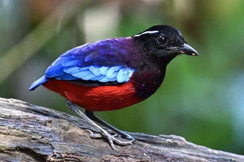 黑头八色鸫(Erythropitta ussheri)