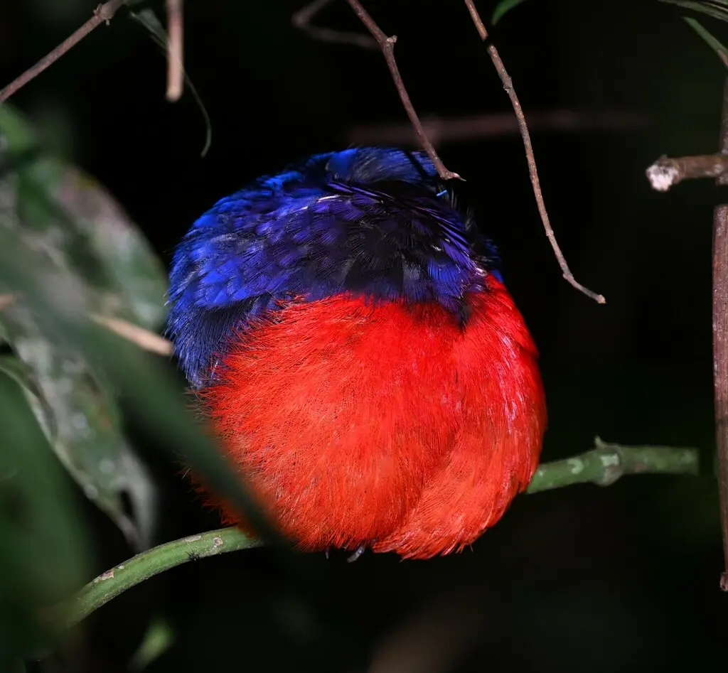 黑头八色鸫(Erythropitta ussheri)