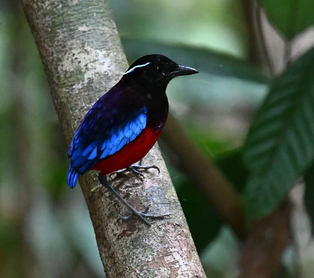 黑头八色鸫(Erythropitta ussheri)