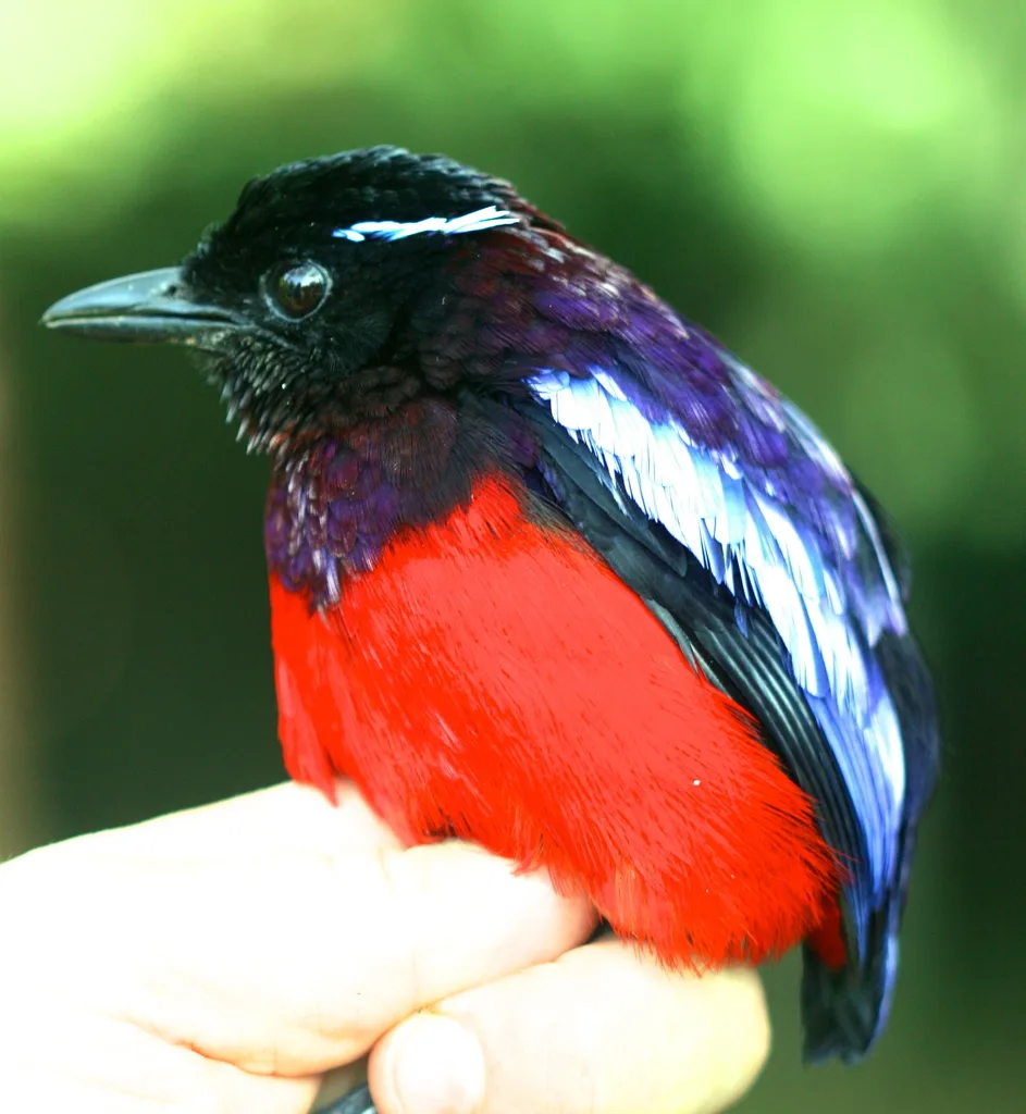 黑头八色鸫(Erythropitta ussheri)