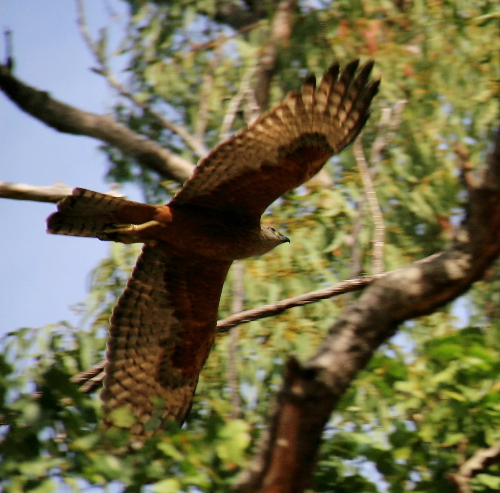 褐肩鹰(Erythrotriorchis radiatus)
