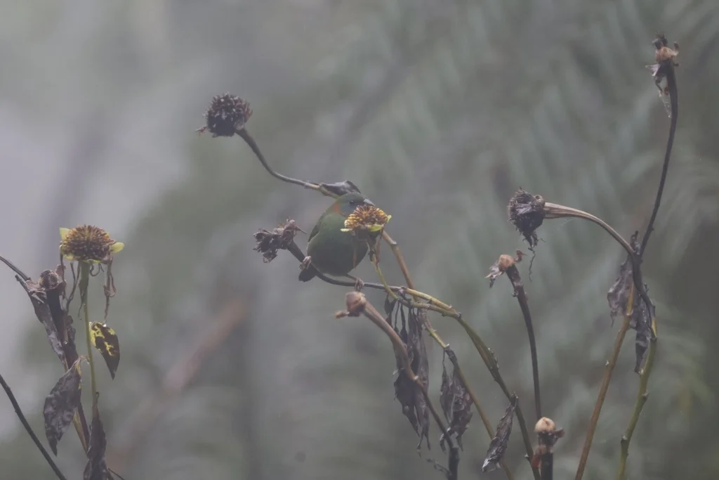 红耳鹦雀(Erythrura coloria)