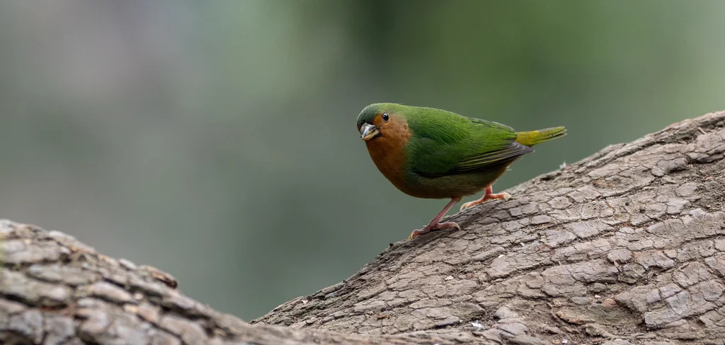 绿尾鹦雀(Erythrura hyperythra)