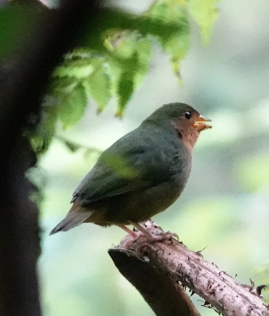 绿尾鹦雀(Erythrura hyperythra)