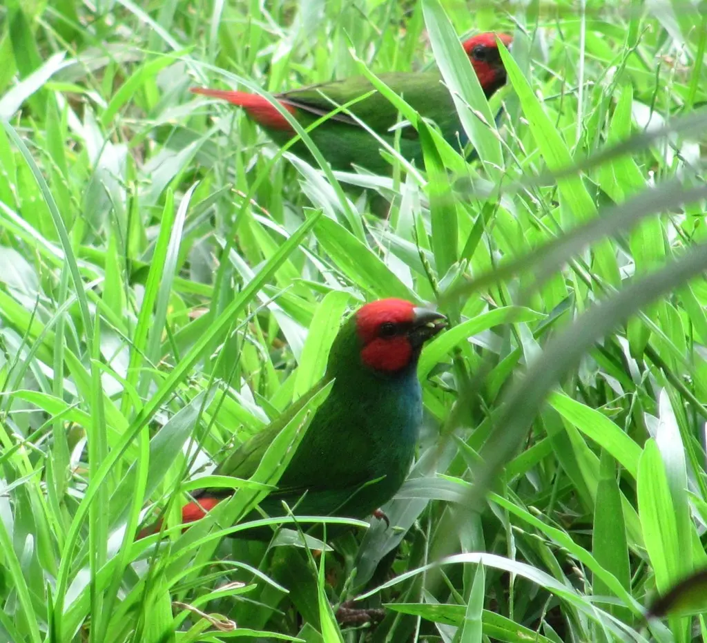 斐济鹦雀（Erythrura pealii）