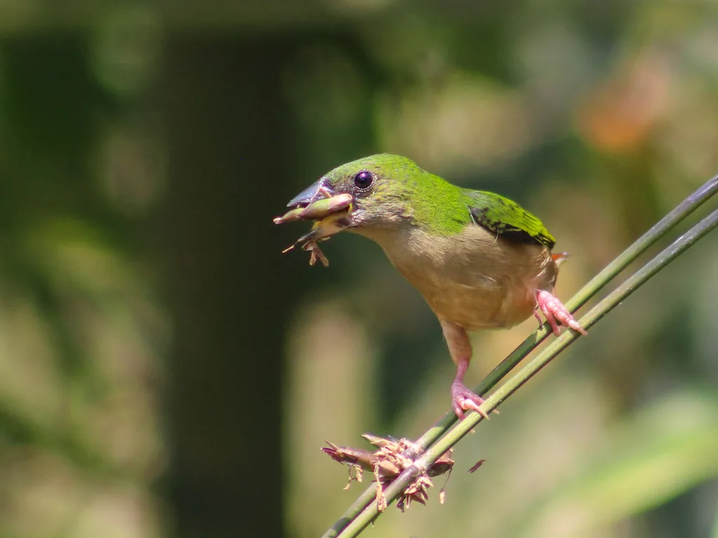长尾鹦雀(Erythrura prasina)