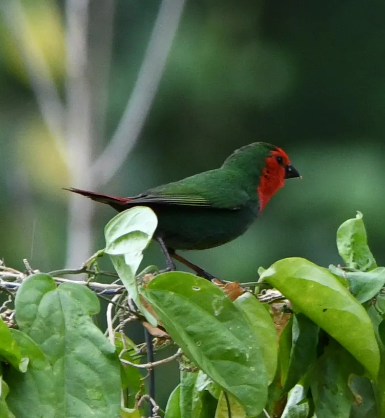 红喉鹦雀(Erythrura psittacea)