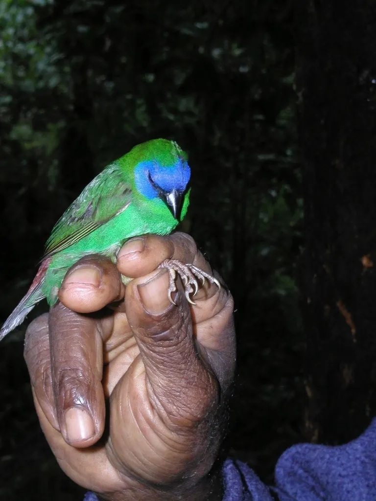蓝脸鹦雀(Erythrura trichroa)