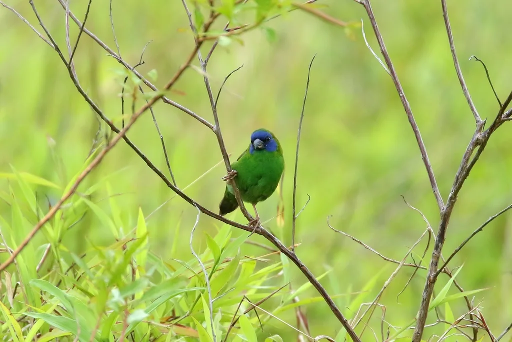 蓝脸鹦雀(Erythrura trichroa)