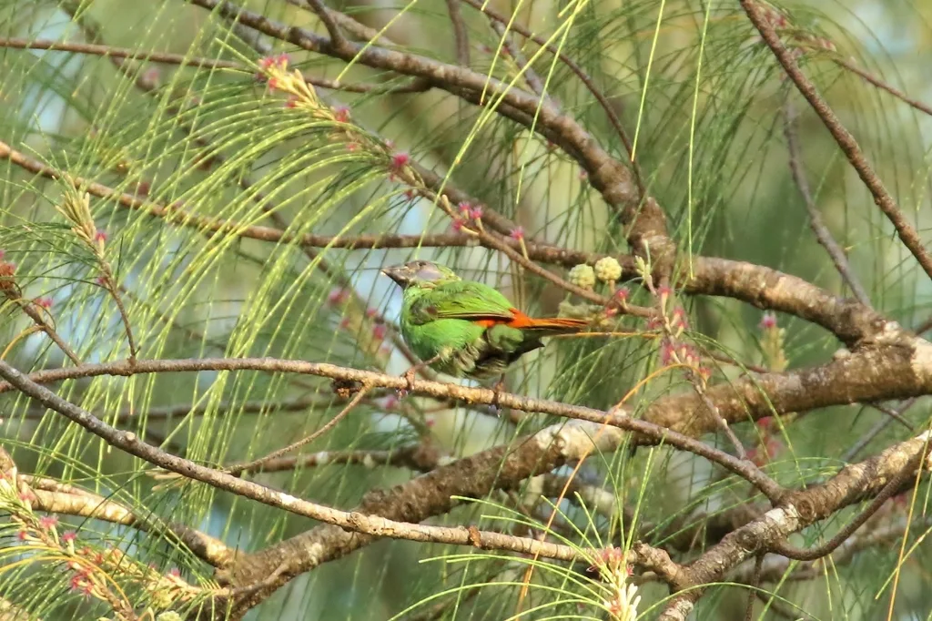 蓝脸鹦雀(Erythrura trichroa)