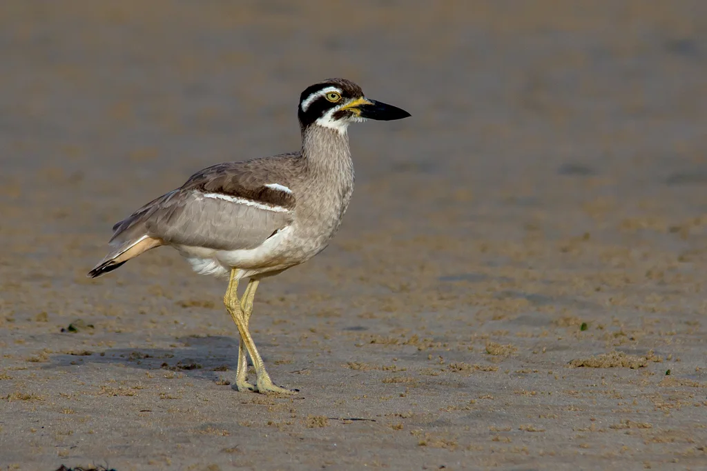 澳洲石鸻(Esacus magnirostris)