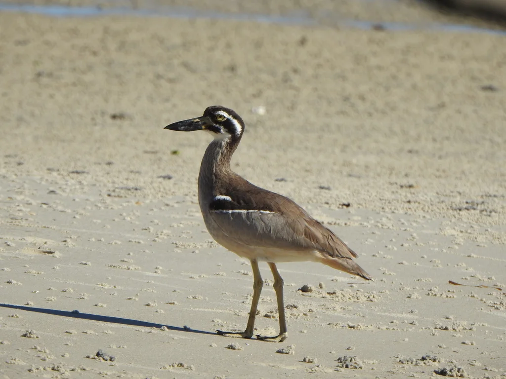 澳洲石鸻(Esacus magnirostris)