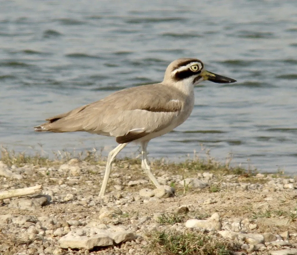 大石鸻(Esacus recurvirostris)