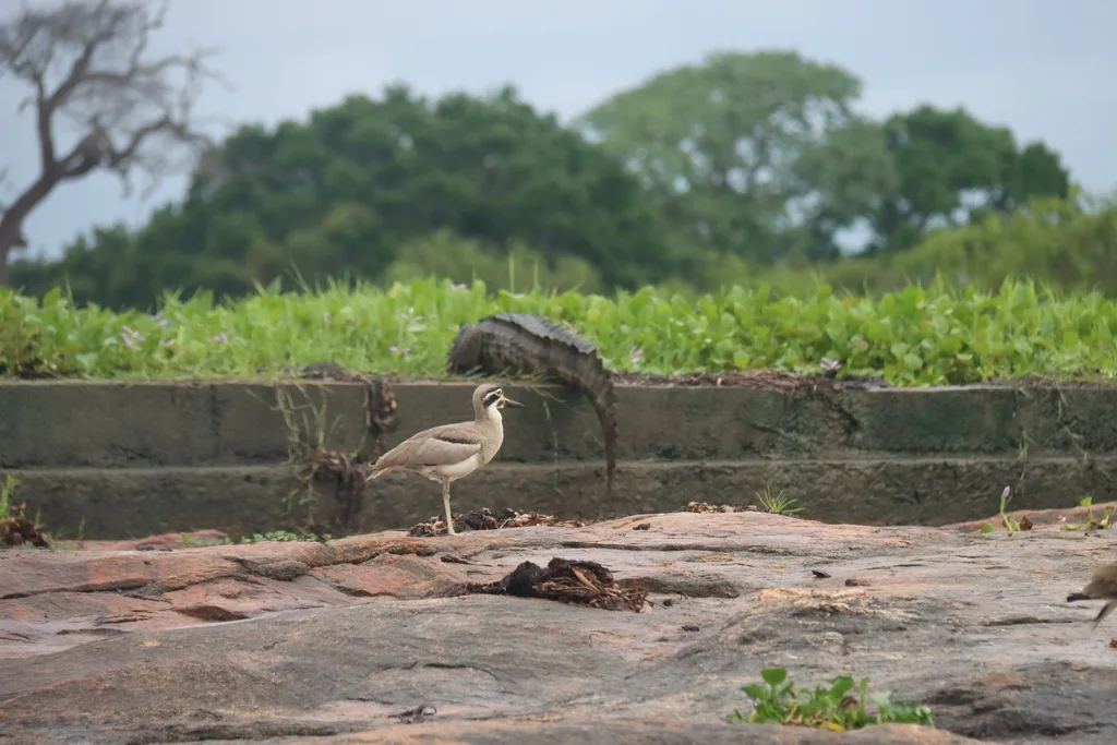 大石鸻(Esacus recurvirostris)