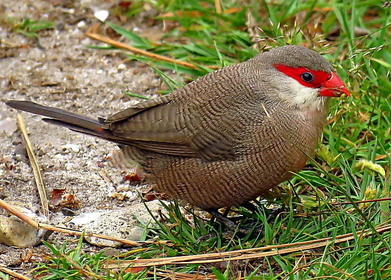 梅花雀(Estrilda astrild)
