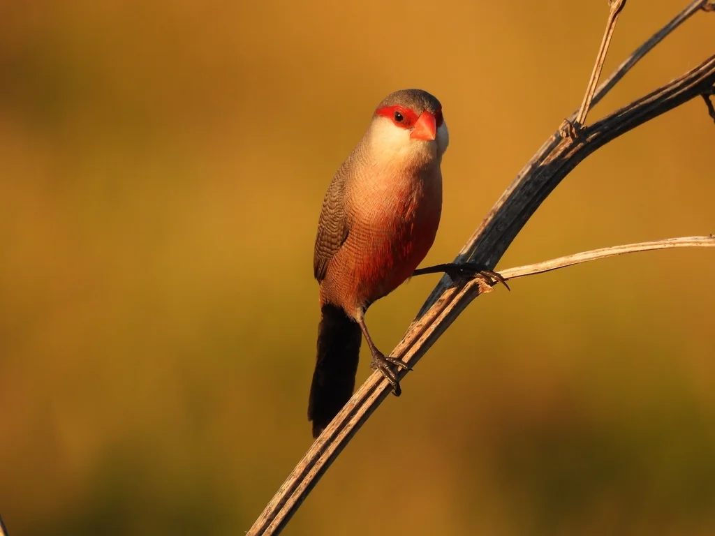 梅花雀(Estrilda astrild)