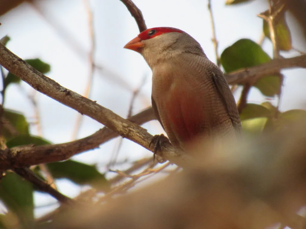 梅花雀(Estrilda astrild)
