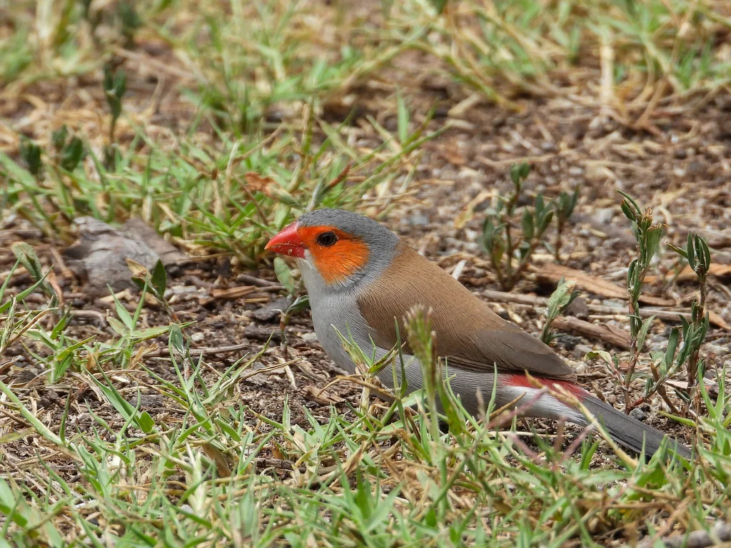 橙颊梅花雀(Estrilda melpoda)