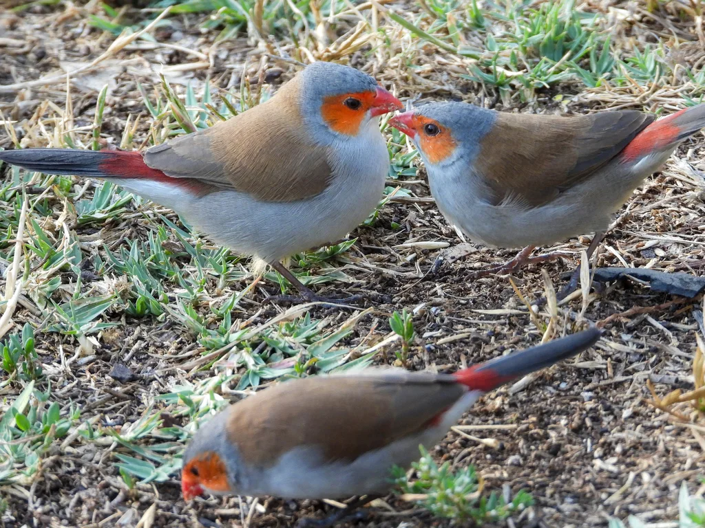 橙颊梅花雀(Estrilda melpoda)