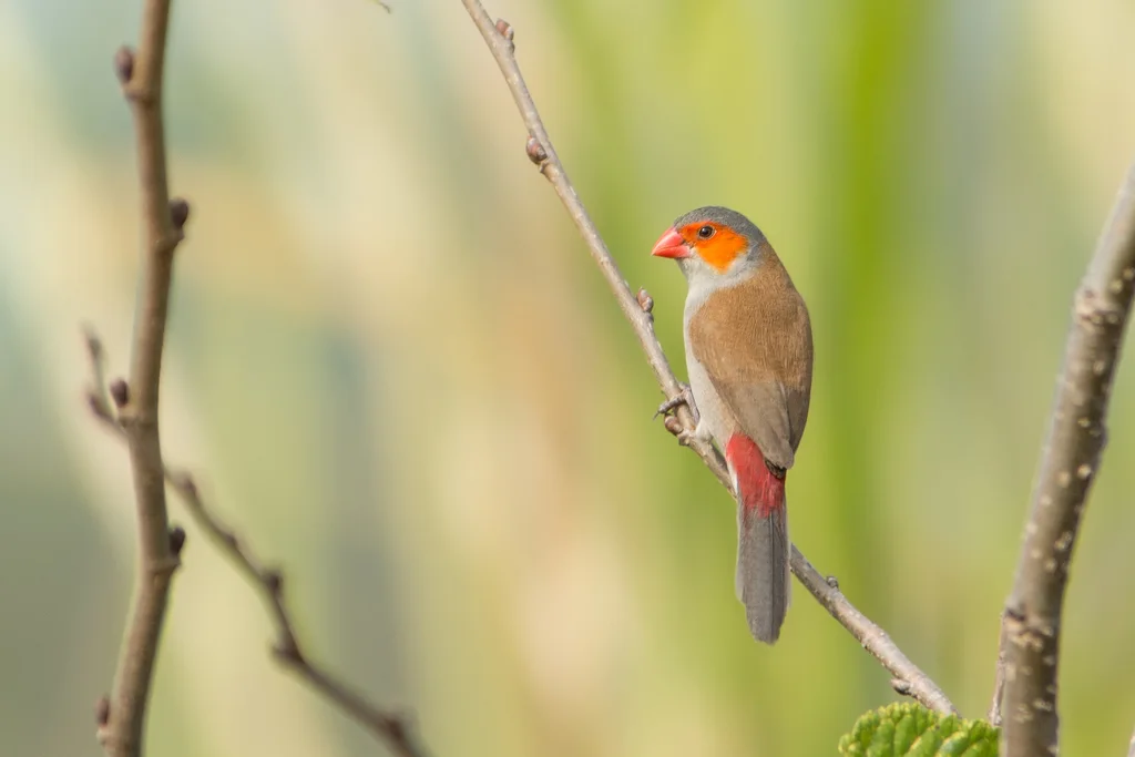 橙颊梅花雀(Estrilda melpoda)