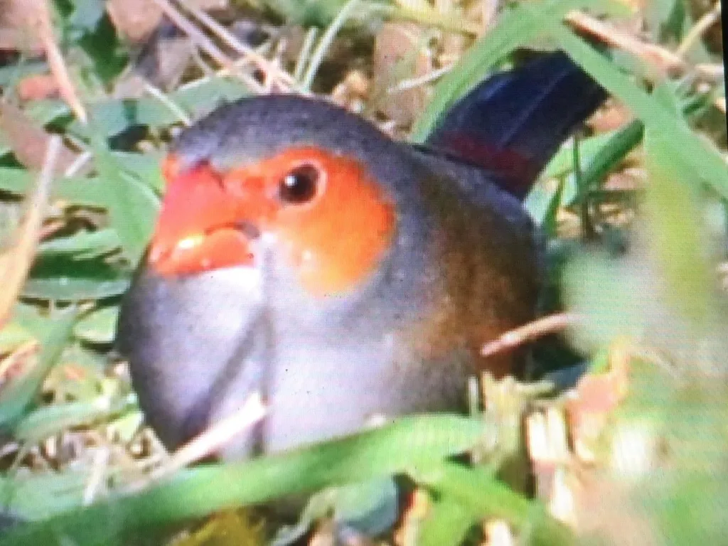橙颊梅花雀(Estrilda melpoda)