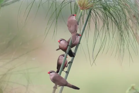 黑脸梅花雀