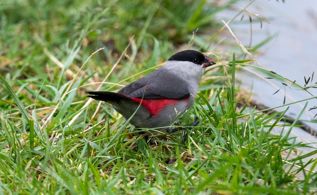黑顶梅花雀(Estrilda nonnula)