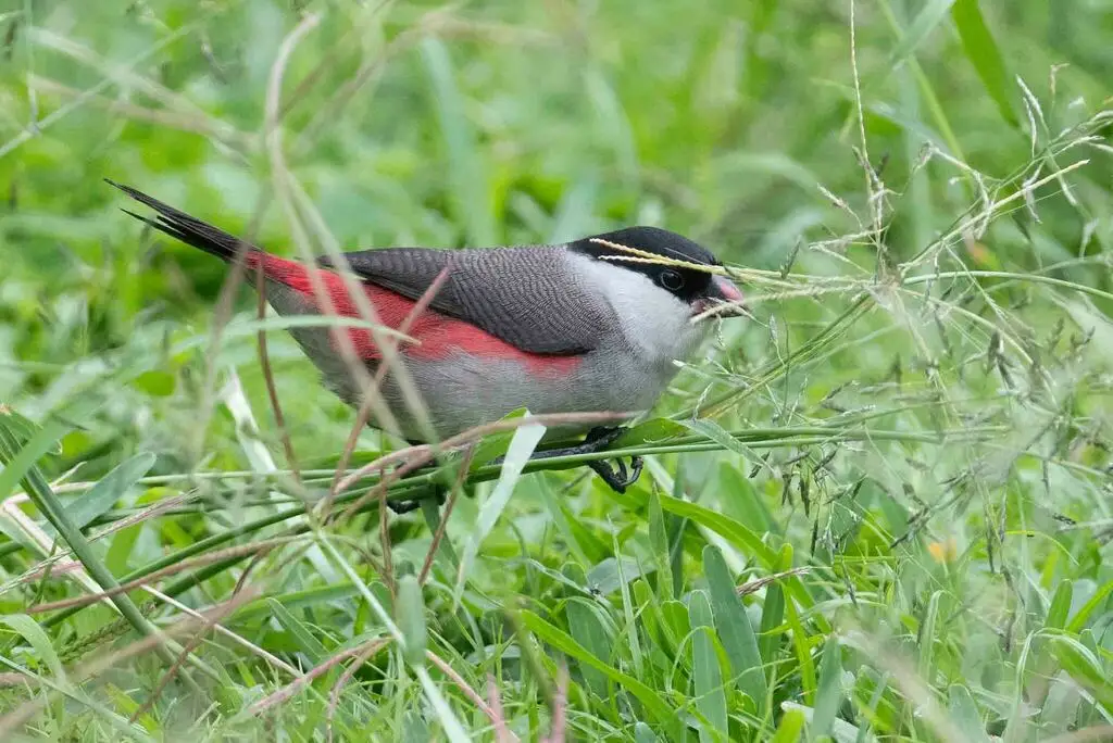 黑顶梅花雀(Estrilda nonnula)