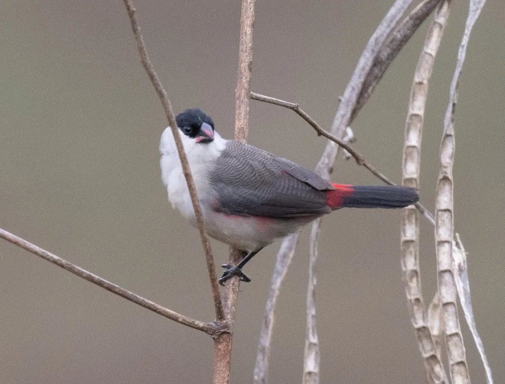 黑顶梅花雀(Estrilda nonnula)