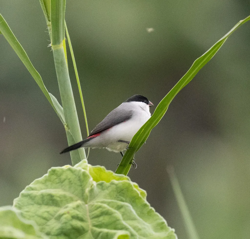 黑顶梅花雀(Estrilda nonnula)