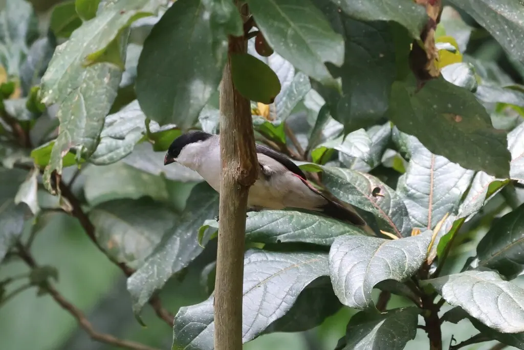 黑顶梅花雀(Estrilda nonnula)