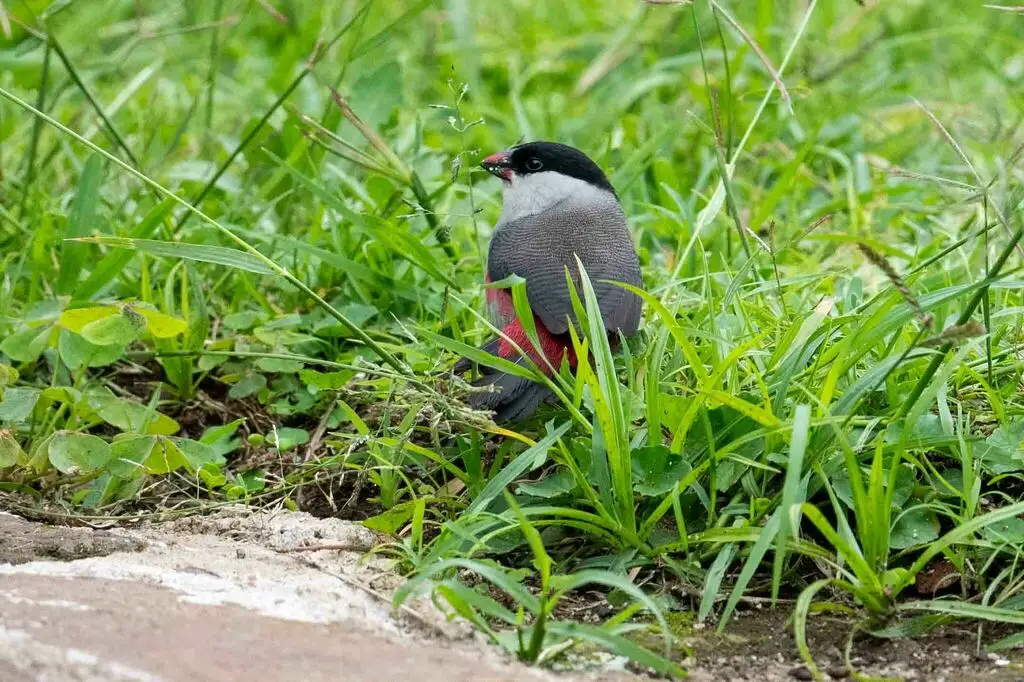 黑顶梅花雀(Estrilda nonnula)