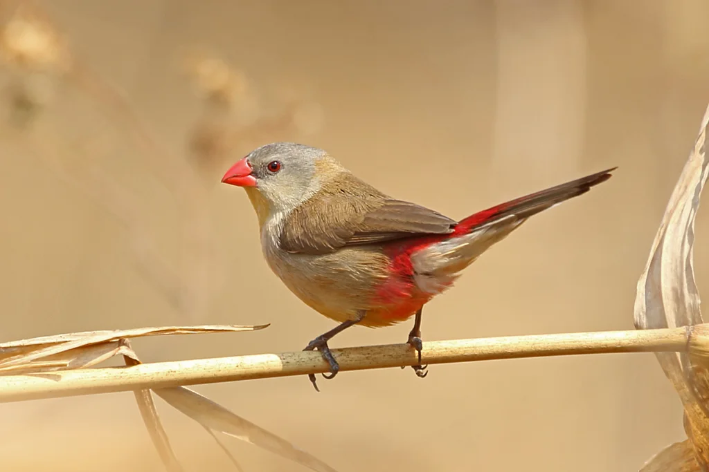 黄胸梅花雀（Estrilda paludicola）
